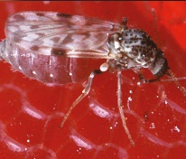 Biting midge Biting midge